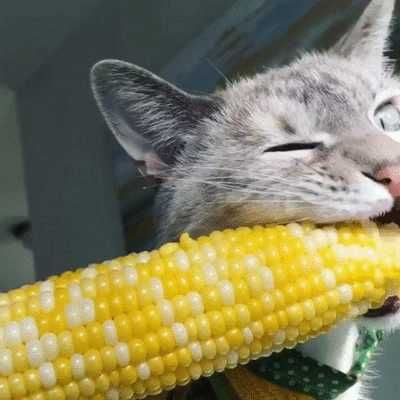 Even cats like corn - 9GAG
