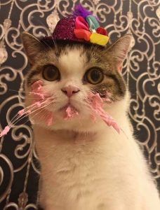 Este gato con sombrero comiendo pastel de cumpleaños es adorablemente divertido | Crazy cats, Cat birthday, Cats