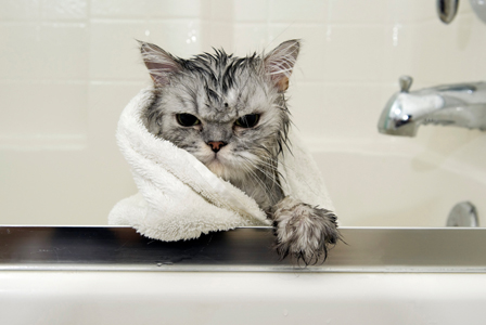 How to bathe your cat - Shinga