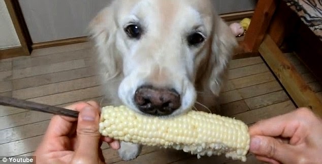 White Wolf : Golden Retriever very neatly eats corn on the cob (VIDEO)