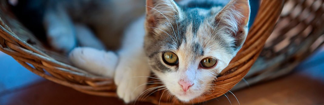 Autism In Cats: Can Kitties Be Autistic? | My Pet Needs That