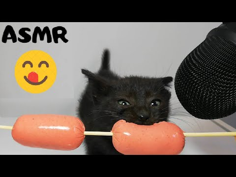 3) Kitten eating Sausage ASMR - YouTube | Asmr, Cute baby cats, Baby cats