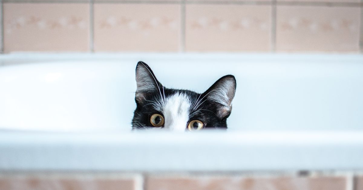 Why Does My Cat Follow Me Into the Bathroom?