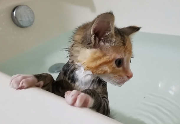 How to Bathe Your Cat – Cat Daily News