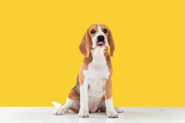 https://www.freepik.com/free-photo/beagle-tricolor-puppy-is-posing_13517288.htm#page=1&query=dog&position=27