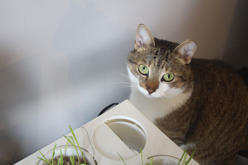 Can Cats Eat (Western) Timothy Hay? Is Hay Safe For My Cat?