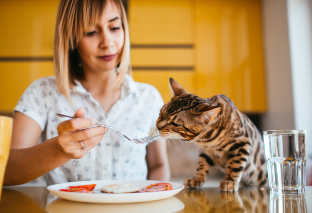 https://www.freepik.com/free-photo/bengal-cat-tastes-breakfast-from-woman-s-fork_1472608.htm#page=2&query=cat+eating&position=4