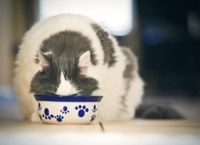 How to Slow Down a Cat Who Is Eating Too Fast | PetMD