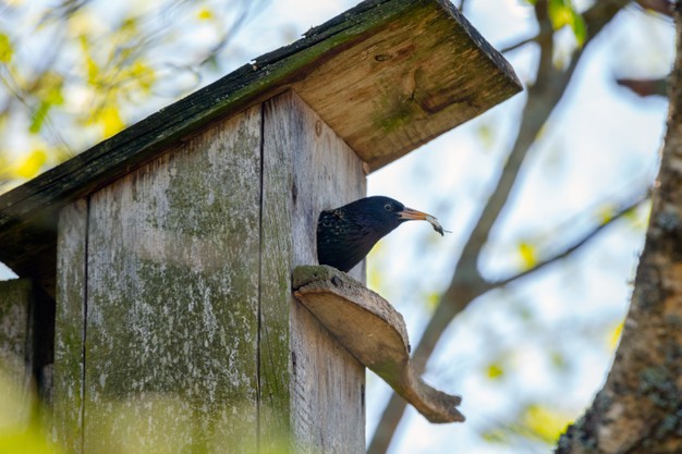 https://www.freepik.com/premium-photo/bird-feeding-kids-wooden-bird-house-hanging-birch-tree-outdoors_13307098.htm#page=1&query=worms%20bird%20food&position=23