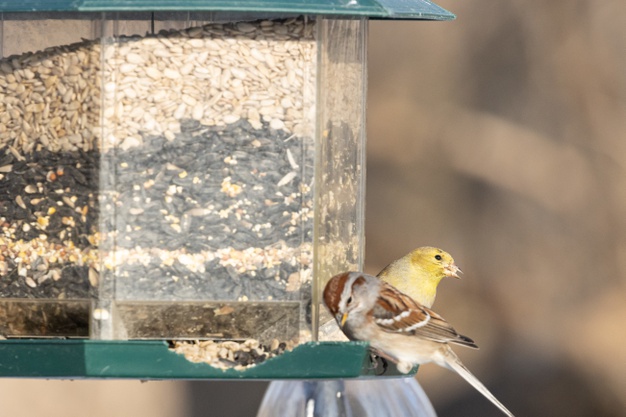 https://www.freepik.com/free-photo/birds-sitting-near-bird-feeder_12328003.htm#page=1&query=foods%20for%20bird&position=47