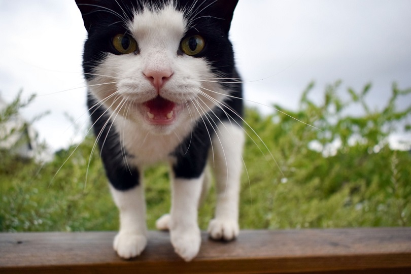 Can Cats Eat Parsley? What You Need to Know! - Excited Cats
