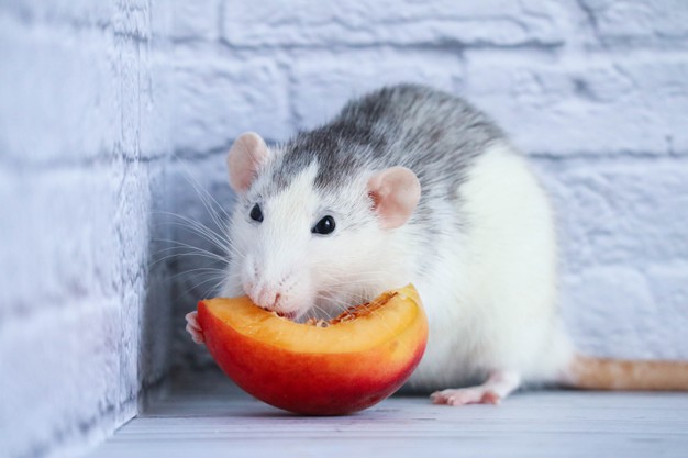 https://www.freepik.com/premium-photo/black-white-rat-eats-juicy-sweet-tasty-peach-close-up_11191712.htm