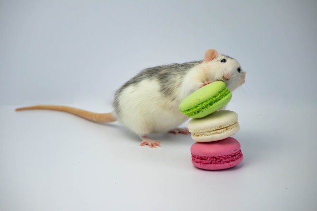 https://www.freepik.com/premium-photo/black-white-rat-sniffs-green-pink-macaroons_11735501.htm#page=1&query=Mice&position=48