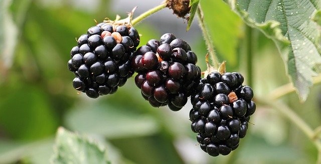 Can dogs Eat Blackberries? (Hazards, Serving Size & More) – dogs 101