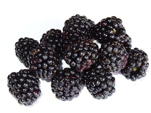 Can dogs Eat Blackberries? (Hazards, Serving Size & More) – dogs 101