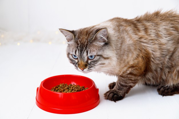 https://www.freepik.com/premium-photo/brown-tabby-cat-eating-from-red-bowl_9914464.htm#page=2&query=cat+eating&position=31