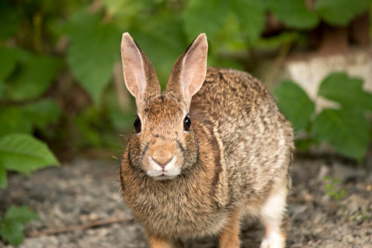 Can Rabbits Eat Peaches: Is It Safe For Them?