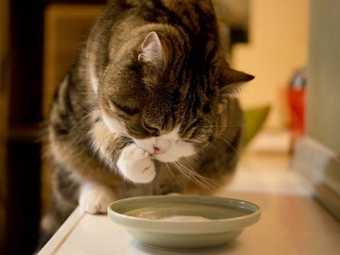 Can Cats Eat Yogurt? Is Yogurt Safe For Cats? - CatTime | Cats, Cats and kittens, Cat facts