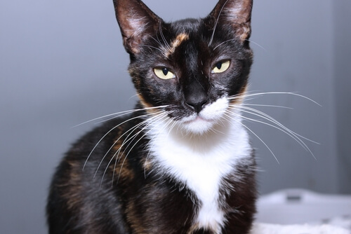 tortoiseshell calico cat lifespan