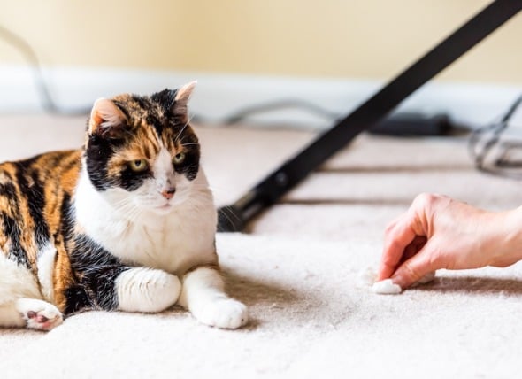 cat throwing up digested food