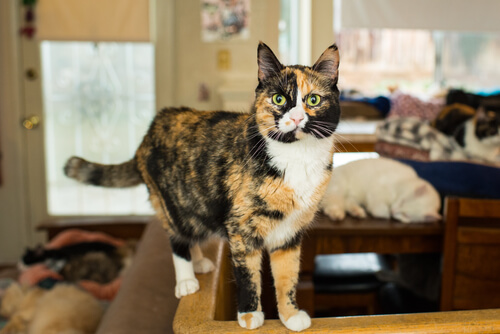 Calico Cats→ Genetics, Personality, Lifespan And Intelligence