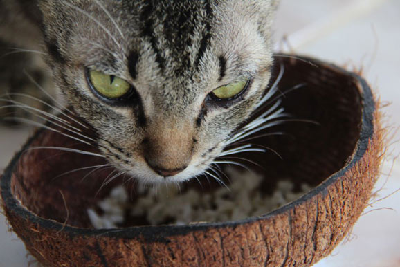 Can Cats Eat Coconut? How to Feed It? - Best Tips for Pets, Baby, Kittchen