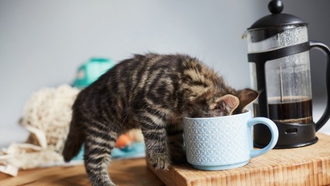 Can Cats Drink Coffee? Is Coffee Safe For Cats? - WavePets