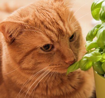 Can Cats Eat Basil? Best Herb For Kitty?