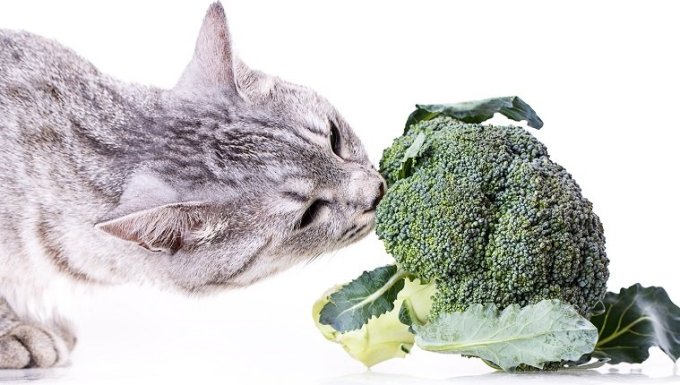 Can Cats Eat Broccoli? Is Broccoli Safe For Cats? - WavePets