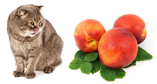 Can Cats Eat Peaches? Safe or Not? [Best Advice]