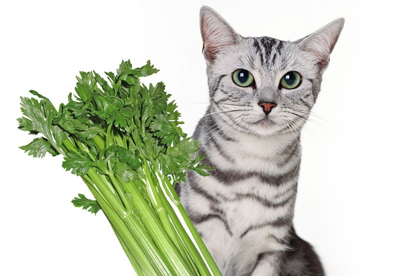 Can Cats Eat Celery? | Important Nutrition Information