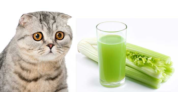 Can Cats Eat Celery? A Complete Guide To Celery For Cats