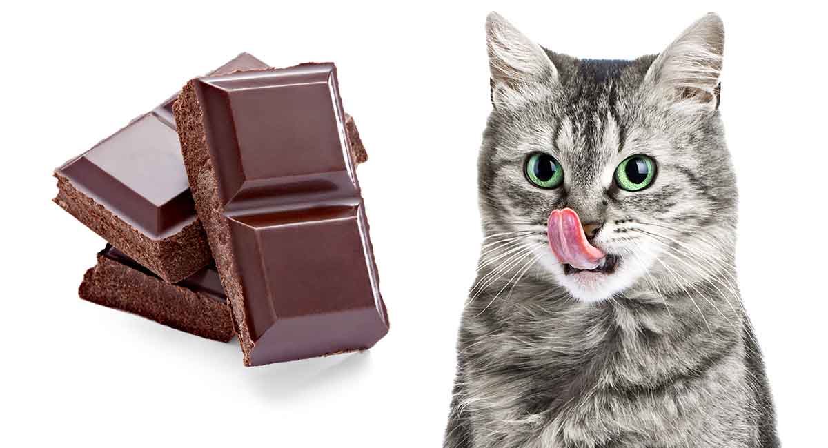 آیا گربه ها می توانند شکلات بخورند؟