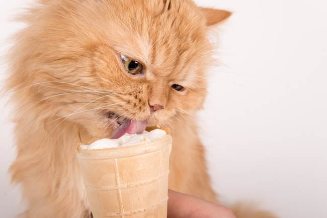 Can Cats Eat Ice Cream and is Brain Freeze Dangerous? | Cat-World