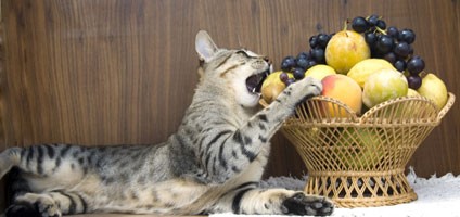 Can Cats Eat Peaches? - Catster