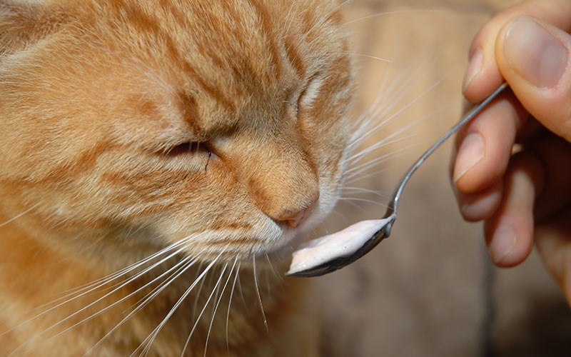 CAN CATS EAT YOGURT? BENEFITS AND CONTRAINDICATIONS - Equality Mag