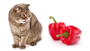 Can Cats Eat Bell Peppers and How Safe Are They?