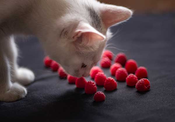 Can Cats Eat Raspberries? Safe or Not? [Best Advice]