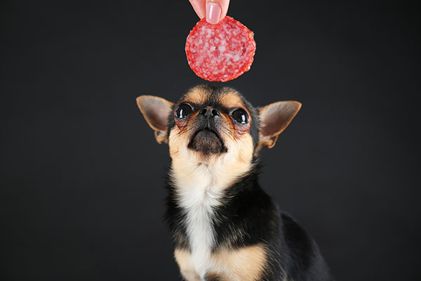 Can Dogs Eat Salami? Is It Safe For Them?