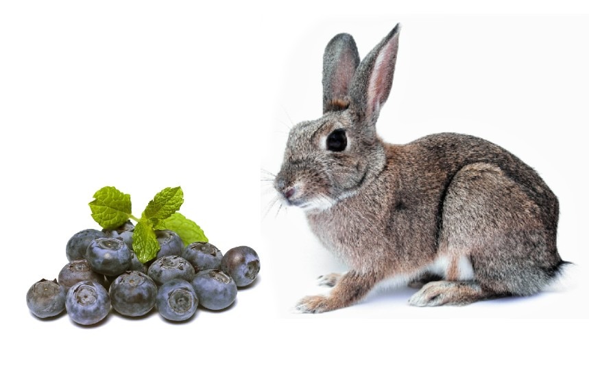 Can Rabbits Eat Blueberries? - Absolutely! But Be Careful How Much!