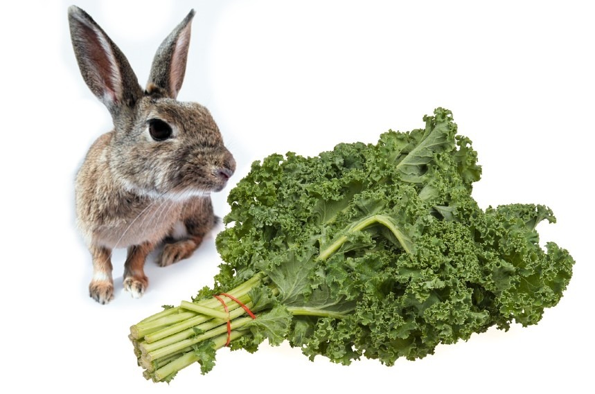 Can Rabbits Eat Kale Or Is It Bad For Rabbits? Discover It Now!