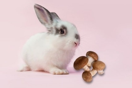 Can Rabbits Eat Mushrooms or Are They Toxic?