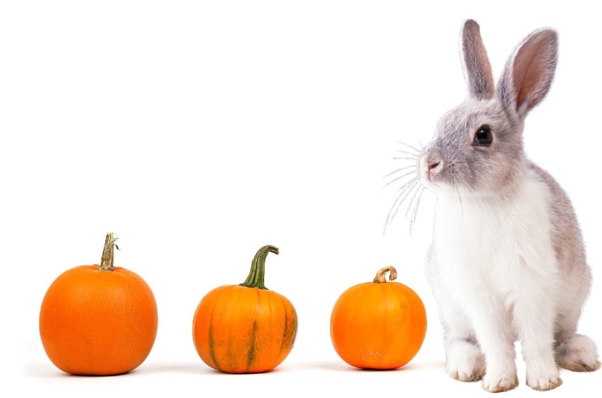 Can Rabbits Eat Pumpkin - Yes They Can, But Be Carefull!