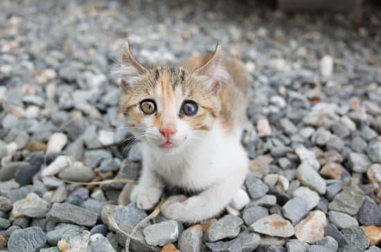 Can Cats Eat Sardines In Oil? - Neeness