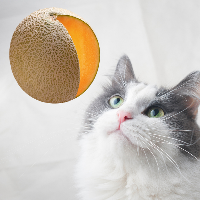 Can Cats Eat Watermelon? (Best Served) | Petrapedia