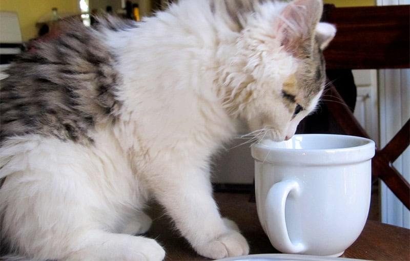 Can Cats Drink Coffee? Or Is It Toxic To Cats? | Drink Scouts