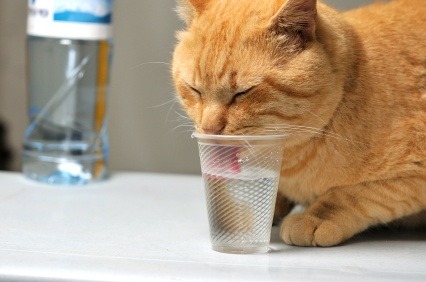 Drinking Water For Cats | Vetwest Animal Hospitals