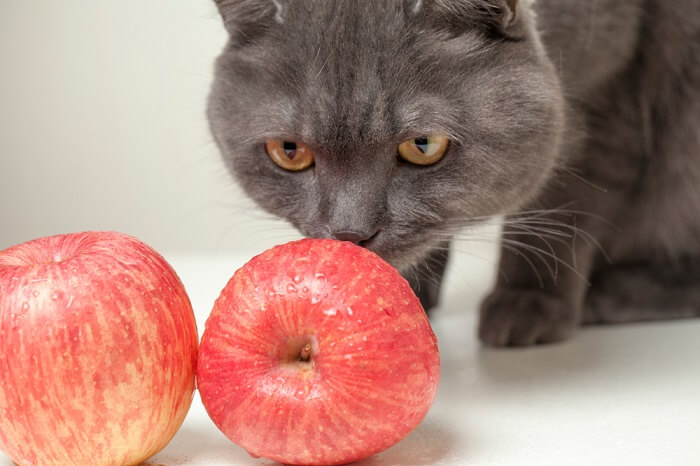 Can Cats Eat Apples? - All About Cats