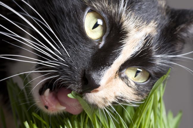 How to Treat Cat Pica - Pawversity