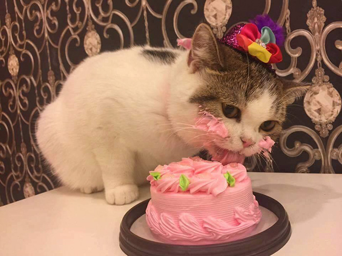 This Cat Eating A Cake On His Birthday Is Hilariously Adorable | Bored Panda